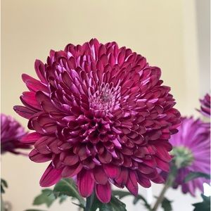 Meet your Posher, Rosa